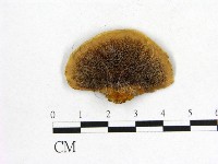 登錄號:F0012345藏品圖，第1張