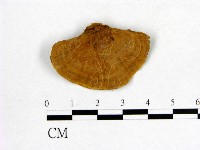 登錄號:F0012345藏品圖，第3張