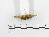 登錄號:F0012345藏品圖，第4張