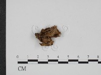 登錄號:F0012346藏品圖，第3張