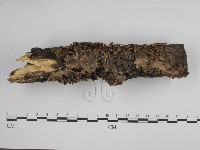 登錄號:F0012347藏品圖，第3張