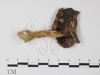 登錄號:F0012348藏品圖，第1張