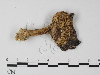 登錄號:F0012348藏品圖，第3張
