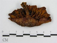 登錄號:F0012350藏品圖，第1張