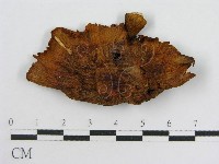 登錄號:F0012350藏品圖，第3張