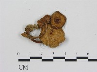 登錄號:F0012351藏品圖，第1張