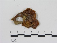 登錄號:F0012351藏品圖，第3張