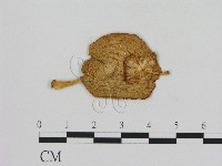 登錄號:F0012352藏品圖，第1張