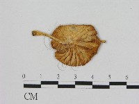 登錄號:F0012352藏品圖，第3張