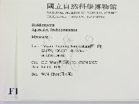 小菇屬藏品圖，第2張