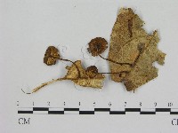 小菇屬藏品圖，第1張