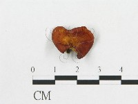 多孔菌屬藏品圖，第3張