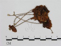 小皮傘屬藏品圖，第1張