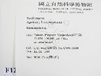 微皮傘屬藏品圖，第2張