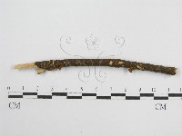 微皮傘屬藏品圖，第1張