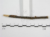 微皮傘屬藏品圖，第3張