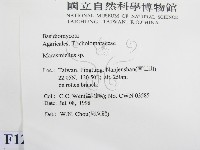 微皮傘屬藏品圖，第2張