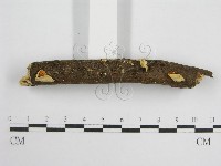 微皮傘屬藏品圖，第4張