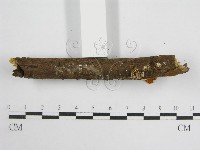 微皮傘屬藏品圖，第5張