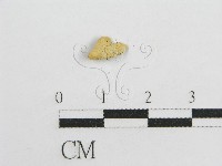 微皮傘屬藏品圖，第7張