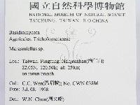 微皮傘屬藏品圖，第2張