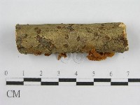 微皮傘屬藏品圖，第4張