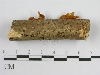 微皮傘屬藏品圖，第5張