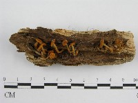 登錄號:F0012366藏品圖，第1張