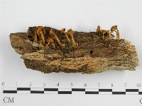 登錄號:F0012366藏品圖，第3張