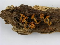 登錄號:F0012366藏品圖，第5張