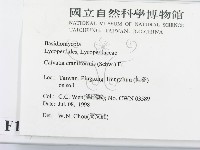 頭狀禿馬勃藏品圖，第2張