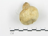 頭狀禿馬勃藏品圖，第3張