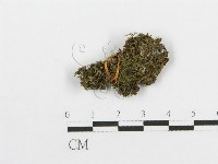 登錄號:F0012369藏品圖，第1張