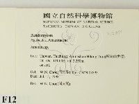 鵝膏屬藏品圖，第2張