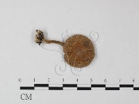 鵝膏屬藏品圖，第1張