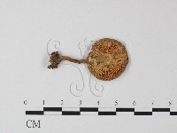 鵝膏屬藏品圖，第3張