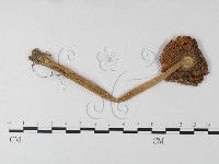 登錄號:F0012372藏品圖，第1張