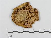 登錄號:F0012373藏品圖，第3張