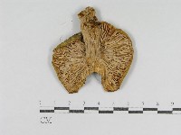 登錄號:F0012374藏品圖，第3張
