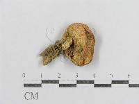 紅菇屬藏品圖，第3張