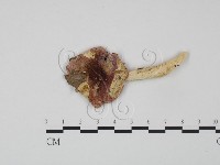 登錄號:F0012376藏品圖，第1張