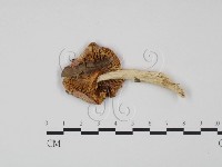 登錄號:F0012376藏品圖，第3張