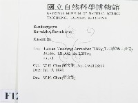 紅菇屬藏品圖，第2張