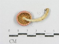 紅菇屬藏品圖，第1張