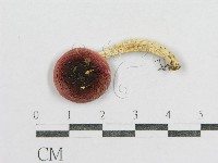 紅菇屬藏品圖，第3張