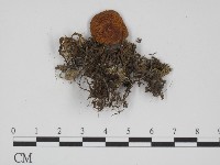 登錄號:F0012379藏品圖，第1張