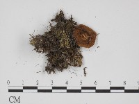 登錄號:F0012379藏品圖，第3張