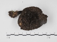 登錄號:F0012382藏品圖，第1張