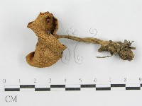 登錄號:F0012383藏品圖，第1張