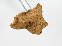 登錄號:F0012383藏品圖，第5張